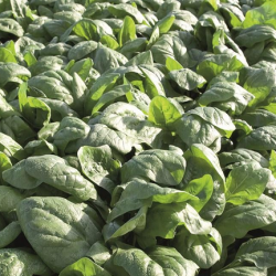 Szpinak Rembour f1 50 tyś. nasion prec. st